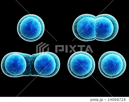 Process division of cell 14068728