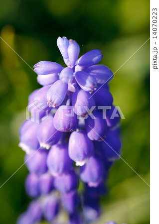 Hyacinth flower 14070223