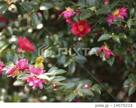 サザンカとメジロ 14070228