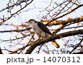 狩りするオオタカ 14070312