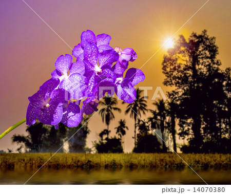 Blue Vanda coerulea Orchid 14070380