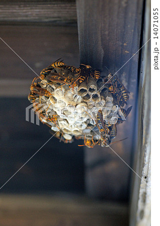 アシナガバチの巣 14071055