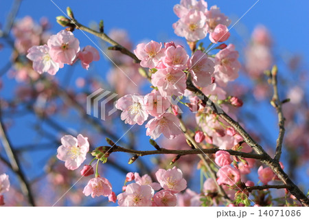 自然 桜 ピンク 春 自然 桜 ピンク 春 14071086