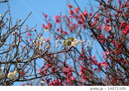 梅とめじろ 梅とめじろ 14071109