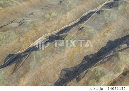 ブロッコリー ブロッコリー 14071152