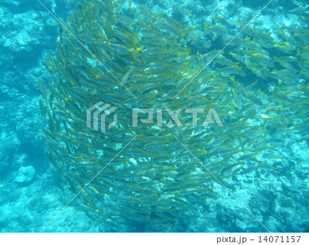 ニセクロホシフエダイの群れの塊 14071157