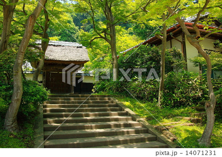 新緑の円覚寺 新緑の円覚寺 14071231