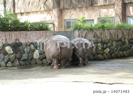 お尻を向けたカバ二人の写真素材