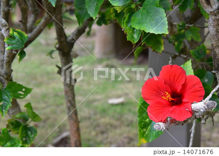 ハイビスカス ハイビスカス 14071676