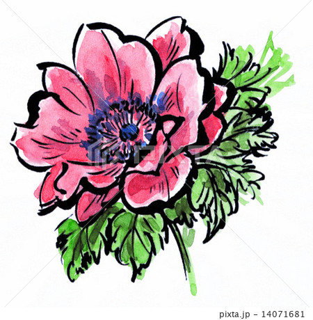 anemone152pix7 14071681