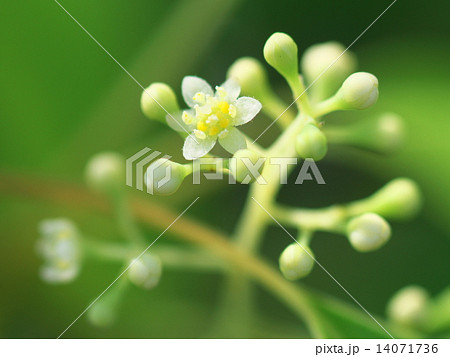 クスノキの花 14071736