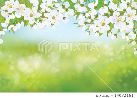 Vector spring blossoming tree on bokeh background. 14072161