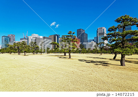 青空が広がる皇居外苑の松林と丸の内の高層ビル群 14072215
