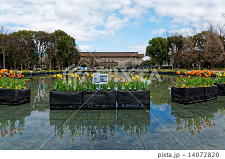 上野公園噴水広場の早咲きのチューリップと東京国立博物館 上野公園噴水広場の早咲きのチューリップと東京国立博物館 14072820