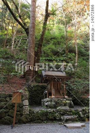貴船神社奥宮の連理の杉 14072866