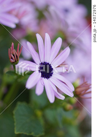 サイネリア サイネリア 14072976