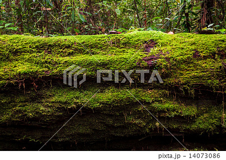 Moss growing in big fallen tree 14073086