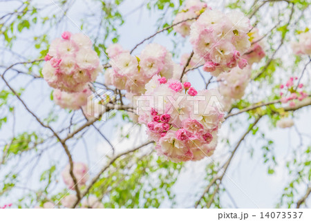 ボタン桜 14073537