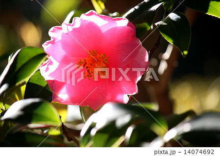 ハルサザンカ ハルサザンカ 14074692