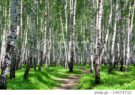 summer landscape with the forest and the sun summer landscape with the forest and the sun 14074732