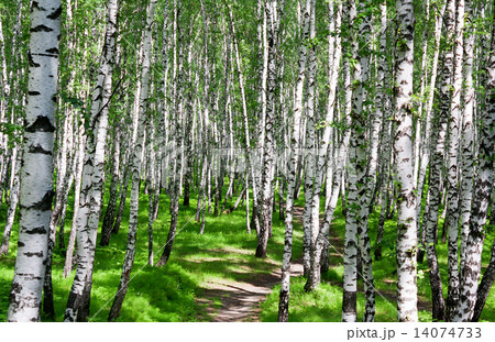 summer landscape with the forest and the sun summer landscape with the forest and the sun 14074733