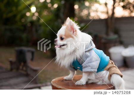 White Chihuahua dressing his shirt sitting in the evening with sunset light. White Chihuahua dressing his shirt sitting in the evening with sunset light. 14075208