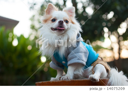 White Chihuahua dressing his shirt sitting in the evening with sunset light. White Chihuahua dressing his shirt sitting in the evening with sunset light. 14075209