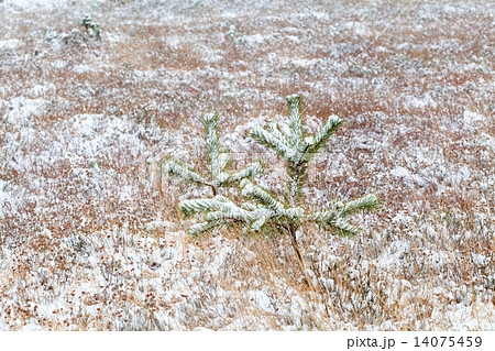 little spruce tree on snow meadow little spruce tree on snow meadow 14075459