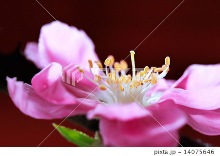 桃の花 桃の花 14075646