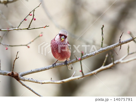 ベニマシコ 14075791