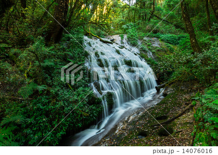 Waterfall in hill evergreen forest of Doi Inthanon, Chiang Mai, 14076016