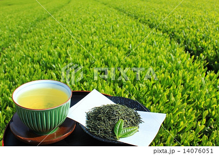 綺麗な新緑の茶畑と新茶 14076051