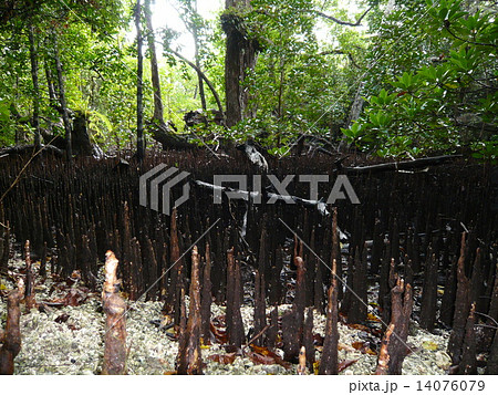 マングローブの呼吸根 マングローブの呼吸根 14076079