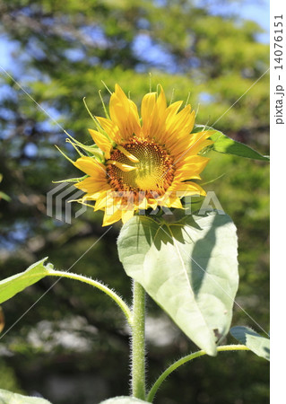 ひまわり 14076151