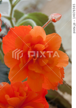 オレンジの球根ベゴニア　縦 14076565