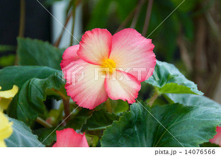 淡いピンク・球根ベゴニア 淡いピンク・球根ベゴニア 14076566