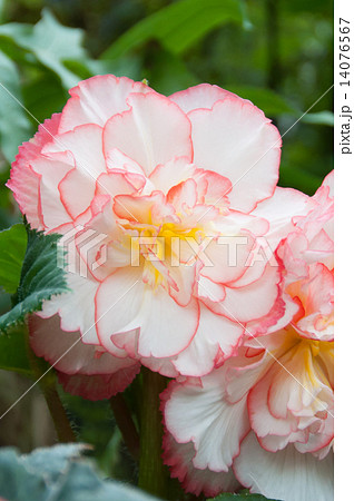 球根ベゴニア・カーネーション咲　縦 14076567