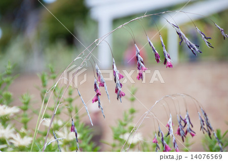 ディエラマ・レイノルドシアイ ディエラマ・レイノルドシアイ 14076569