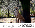 チーター (Cheetah) 14076821