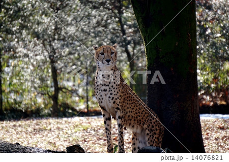 チーター (Cheetah) チーター (Cheetah) 14076821