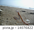 砂浜のカマキリ 14076822