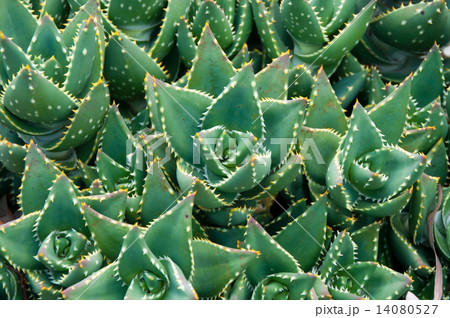 アロエ・ミトリフォルミス　Aloe Mitriformis 14080527
