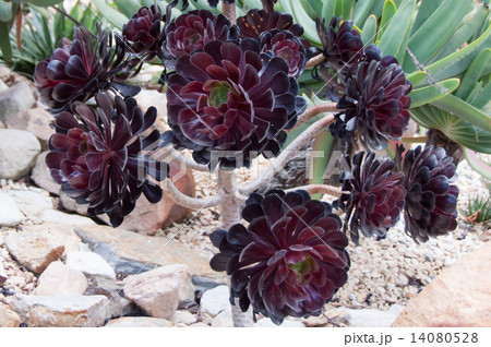 アエオニウム　黒法師大株　横 14080528