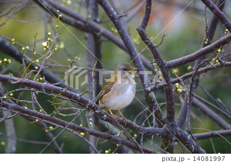シロハラ 14081997