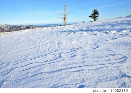 雪の風紋と一本の木1 雪の風紋と一本の木1 14082189