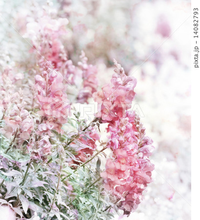 Pink Snapdragons Watercolor Pink Snapdragons Watercolor 14082793