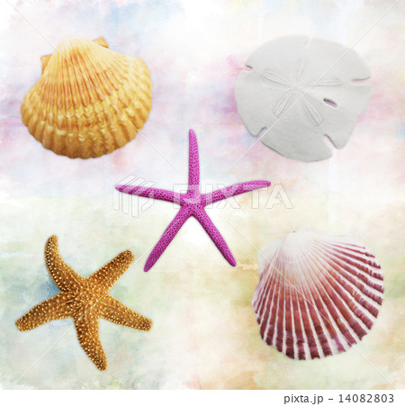 Shells Background 14082803