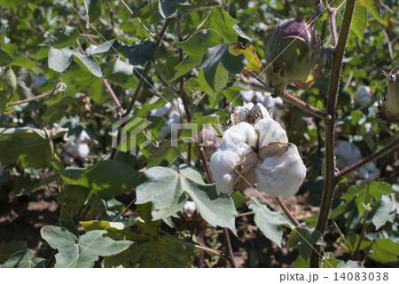 Cotton plant close up 14083038