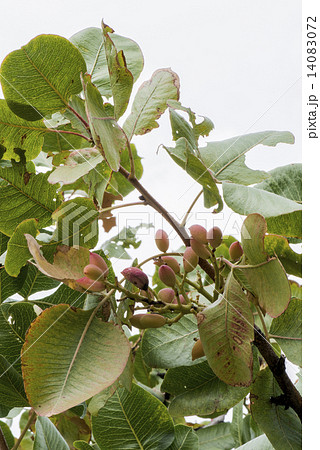 Pistachio tree branch 14083072