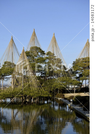 金沢兼六園 唐崎松 雪吊り の写真素材